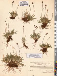 Tofieldia coccinea subsp. sphaerocephala A.P.Khokhr., Siberia, Chukotka & Kamchatka (S7) (Russia)