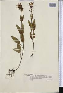 Prunella grandiflora (L.) Scholler, Western Europe (EUR) (Poland)