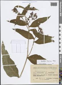 Symphytum tanaicense Steven, Eastern Europe, Lower Volga region (E9) (Russia)