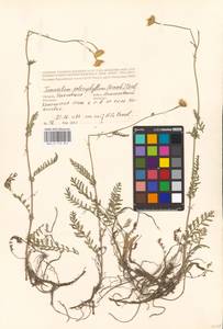 Tanacetum kittaryanum subsp. sclerophyllum (Krasch.) Tzvelev, Eastern Europe, Middle Volga region (E8) (Russia)