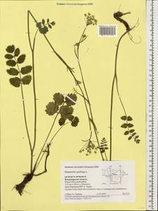 Pimpinella saxifraga L., Eastern Europe, Central region (E4) (Russia)