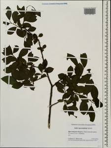 Salix myrsinifolia, Eastern Europe, Central forest region (E5) (Russia)