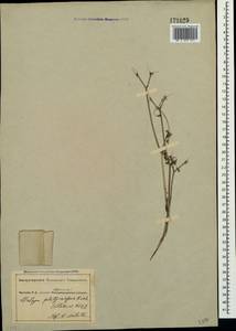 Orlaya daucoides (L.) Greuter, Crimea (KRYM) (Russia)