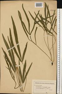 Falcaria vulgaris Bernh., Eastern Europe, Central forest-and-steppe region (E6) (Russia)