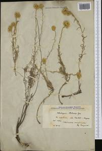 Helichrysum italicum (Roth) G. Don, Western Europe (EUR) (Croatia)
