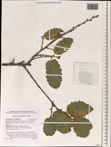 Quercus coccifera L., South Asia, South Asia (Asia outside ex-Soviet states and Mongolia) (ASIA) (Israel)