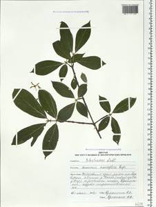 Euonymus macropterus Rupr., Siberia, Russian Far East (S6) (Russia)