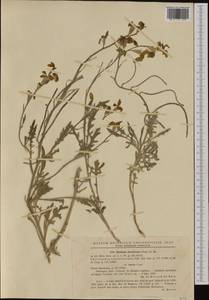 Matthiola odoratissima (Pall. ex M.Bieb.) W.T. Aiton, Western Europe (EUR) (Romania)