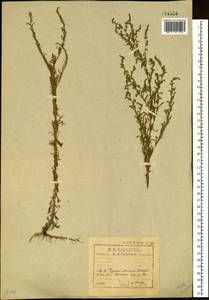 Artemisia scoparia Waldst. & Kit., Siberia, Baikal & Transbaikal region (S4) (Russia)