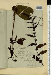 Rumex obtusifolius L., Eastern Europe, Lithuania (E2a) (Lithuania)