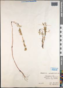 Descurainia sophioides (Fisch. ex Hook.) O.E. Schulz, Siberia, Western Siberia (S1) (Russia)