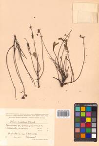 Phedimus sichotensis (Vorosch.) 't Hart, Siberia, Russian Far East (S6) (Russia)