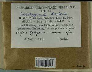 Loeskypnum badium (Hartm.) H.K.G. Paul, Bryophytes, Bryophytes - Karelia, Leningrad & Murmansk Oblasts (B4) (Russia)