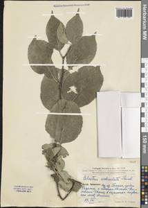 Celastrus orbiculatus Thunb., South Asia, South Asia (Asia outside ex-Soviet states and Mongolia) (ASIA) (China)
