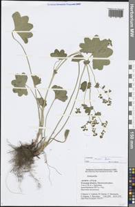 Alchemilla micans Buser, Eastern Europe, Central region (E4) (Russia)