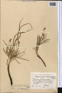 Gelasia circumflexa (Krasch. & Lipsch.) Zaika, Sukhor. & N. Kilian, Middle Asia, Western Tian Shan & Karatau (M3) (Uzbekistan)