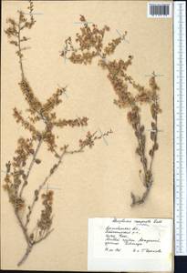 Atraphaxis spinosa L., Middle Asia, Caspian Ustyurt & Northern Aralia (M8) (Kazakhstan)
