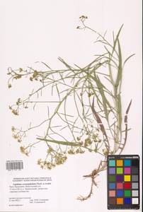 Lepidium coronopifolium Fisch., Eastern Europe, Lower Volga region (E9) (Russia)