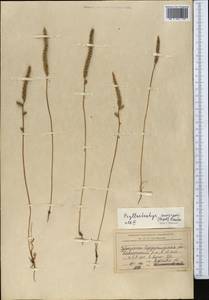 Psylliostachys suworowii (Regel) Roshkova, Middle Asia, Karakum (M6) (Turkmenistan)