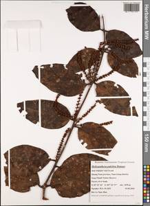 Helixanthera pulchra (DC.) Danser, South Asia, South Asia (Asia outside ex-Soviet states and Mongolia) (ASIA) (Vietnam)
