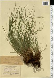 Carex rhizina Blytt ex Lindblom, Eastern Europe, Lower Volga region (E9) (Russia)