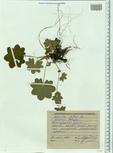 Alchemilla stellaris Juz., Eastern Europe, Volga-Kama region (E7) (Russia)