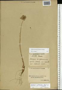 Allium cretaceum, Middle Asia, Caspian Ustyurt & Northern Aralia (M8) (Kazakhstan)