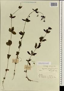 Galium platygalium (Maxim.) Pobed., South Asia, South Asia (Asia outside ex-Soviet states and Mongolia) (ASIA) (China)