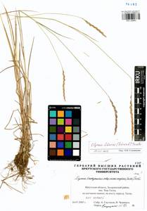 Elymus fibrosus (Schrenk) Tzvelev, Siberia, Baikal & Transbaikal region (S4) (Russia)