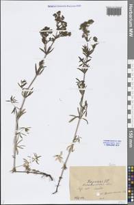 Galium, Middle Asia, Caspian Ustyurt & Northern Aralia (M8) (Kazakhstan)