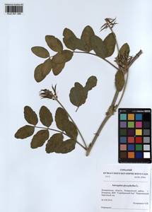 KUZ 001 390, Astragalus glycyphyllos L., Siberia, Altai & Sayany Mountains (S2) (Russia)