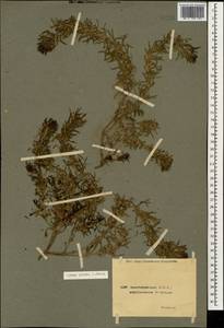 Ajuga chamaepitys subsp. chia (Schreb.) Arcang., Caucasus, Azerbaijan (K6) (Azerbaijan)