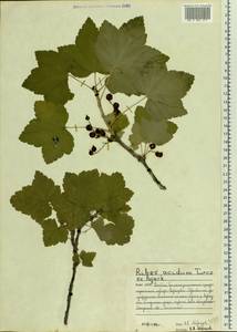 Ribes spicatum subsp. lapponicum Hyl., Eastern Europe, Northern region (E1) (Russia)