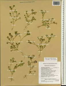 Hippocrepis biflora Spreng., South Asia, South Asia (Asia outside ex-Soviet states and Mongolia) (ASIA) (Cyprus)