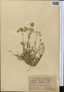 Dichodon maximum (L.) Á. Löve & D. Löve, Middle Asia, Northern & Central Tian Shan (M4) (Kazakhstan)