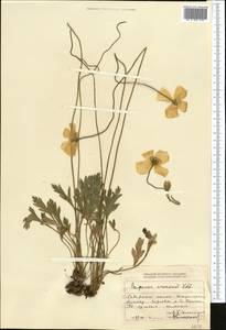 Papaver croceum Ledeb., Middle Asia, Dzungarian Alatau & Tarbagatai (M5) (Kazakhstan)