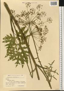 Heracleum sphondylium subsp. sibiricum (L.) Simonk., Eastern Europe, Latvia (E2b) (Latvia)