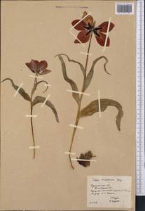 Tulipa undulatifolia var. micheliana (Hoog) Wilford, Middle Asia, Karakum (M6) (Turkmenistan)