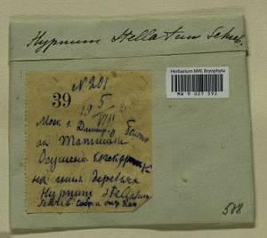 Campylium stellatum (Hedw.) Lange & C.E.O. Jensen, Bryophytes, Bryophytes - Moscow City & Moscow Oblast (B6a) (Russia)