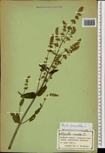 Nepeta nuda subsp. nuda, Caucasus, Stavropol Krai, Karachay-Cherkessia & Kabardino-Balkaria (K1b) (Russia)