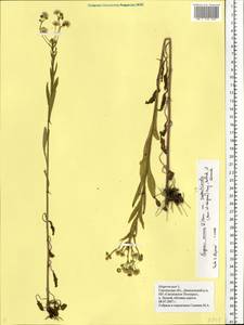 Erigeron annuus (L.) Pers., Eastern Europe, Western region (E3) (Russia)