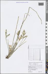 Oreomecon nudicaulis subsp. nudicaulis, Siberia, Baikal & Transbaikal region (S4) (Russia)