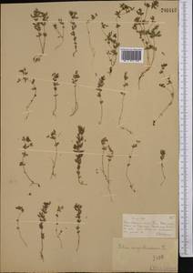 Lotus angustissimus L., Middle Asia, Muyunkumy, Balkhash & Betpak-Dala (M9) (Kazakhstan)