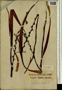 Watsonia meriana (L.) Mill., Africa (AFR) (South Africa)