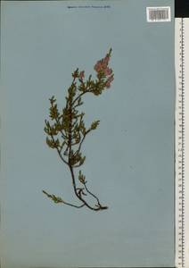 Calluna vulgaris (L.) Hull, Eastern Europe, Northern region (E1) (Russia)