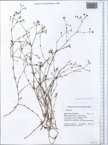 Cynanchica supina (M.Bieb.) P.Caputo & Del Guacchio, Crimea (KRYM) (Russia)