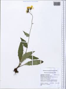 Hieracium korshinskyi Zahn, Middle Asia, Western Tian Shan & Karatau (M3) (Kyrgyzstan)