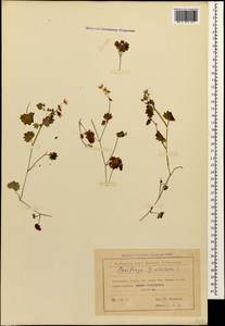 Saxifraga cymbalaria L., Caucasus, Georgia (K4) (Georgia)