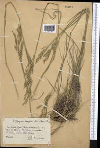 Piptatherum songaricum (Trin. & Rupr.) Roshev., Middle Asia, Western Tian Shan & Karatau (M3) (Kazakhstan)