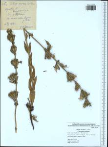 Silene viscosa (L.) Pers., Eastern Europe, Central region (E4) (Russia)